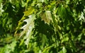 Oak leaves in the sun Royalty Free Stock Photo