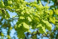 Oak leaves in the sun Royalty Free Stock Photo
