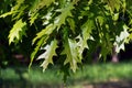 Oak leaves in the sun Royalty Free Stock Photo