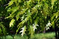 Oak leaves in the sun Royalty Free Stock Photo