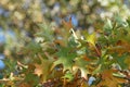 Oak leaves on a tree with blurr