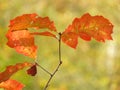 Oak Tree leaves turn reddish orange in Autumn in NYS Royalty Free Stock Photo