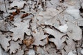 Oak leaves under hoarfrost