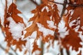 Oak leaves under the snow in the winter forest Royalty Free Stock Photo