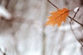 Oak leaves under the snow in the winter forest Royalty Free Stock Photo