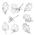 Oak leaves. Vintage hand drawn botanical vector illustration Royalty Free Stock Photo