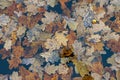 Oak leaves in the water. Autumn landscape background.