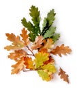 Oak leaves on white isolated background.