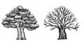 Oak with leaves and winter oak without leaves. Vector hand drawn illustration of big tree isolated on white background Royalty Free Stock Photo