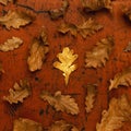 Oak leaves on a wooden background with golden leave in the middle. The minimal concept of Christmas among the Orthodox. Autumn