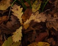 Oak leaves in the woodland