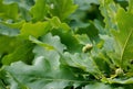 Oak leaves and young acorns...Quercus robur, commonly known as common oak, pedunculate oak, European oak or English oak, is a