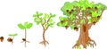 Oak life cycle. Plant growin from acorn to mature oak tree Royalty Free Stock Photo