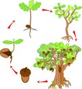 Oak life cycle