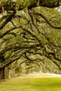 Oak Limbs Over Grassy Lane