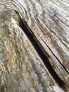 Oak log with a bright texture and holes Royalty Free Stock Photo