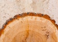 Oak log with brown bark Royalty Free Stock Photo