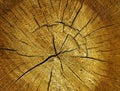 Oak log surface Royalty Free Stock Photo