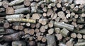 Oak logs piled up Royalty Free Stock Photo