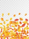 Oak, maple, wild ash rowan leaves vector, autumn foliage on transparent background. Royalty Free Stock Photo