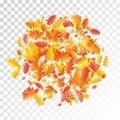 Oak, maple, wild ash rowan leaves vector, autumn foliage on transparent background.