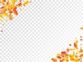 Oak, maple, wild ash rowan leaves vector, autumn foliage on transparent background. Royalty Free Stock Photo