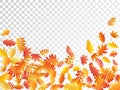 Oak, maple, wild ash rowan leaves vector, autumn foliage on transparent background