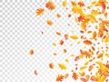 Oak, maple, wild ash rowan leaves vector, autumn foliage on transparent background.