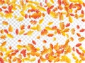 Oak, maple, wild ash rowan leaves vector, autumn foliage on transparent background. Royalty Free Stock Photo