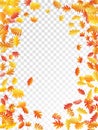 Oak, maple, wild ash rowan leaves vector, autumn foliage on transparent background. Royalty Free Stock Photo