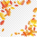 Oak, maple, wild ash rowan leaves vector, autumn foliage on transparent background.