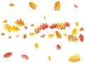 Oak, maple, wild ash rowan leaves vector, autumn foliage on white background.