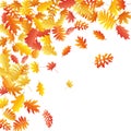 Oak, maple, wild ash rowan leaves vector, autumn foliage on white background.