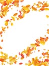 Oak, maple, wild ash rowan leaves vector, autumn foliage on white background Royalty Free Stock Photo