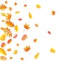 Oak, maple, wild ash rowan leaves vector, autumn foliage on white background