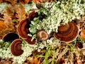 Oak Mazegill Fungus