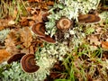 Oak Mazegill Fungus