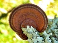 Oak Mazegill Fungus