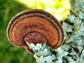 Oak Mazegill Fungus