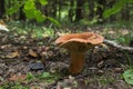 Oak milkcap mushroom Royalty Free Stock Photo