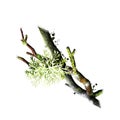 Oak moss, Evernia prunastri isolated on white background digital art illustration. Olive green species of lichen, composite Royalty Free Stock Photo