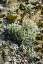 Oak Moss Evernia prunastri