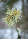 closeup fresh looking oak moss with snowflakes on a twig of a tree in winter Royalty Free Stock Photo
