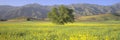 Oak and mustard in green field