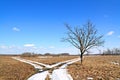 Oak near snow roads Royalty Free Stock Photo