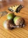 Oak Nuts, Fall, Noix de ChÃÂªne, Nature, Nut, Fruit, Green, Forest, Wood, Butterfly, Clover, Ireland, Scotland, Enchanted, Acorn