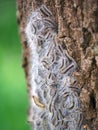 Oak Processionary caterpillar Royalty Free Stock Photo