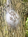 Oak processionary caterpillar nest on oak tree in the forest. Thaumetopoea processionea. Royalty Free Stock Photo