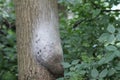 Oak processionary caterpillars in a nest on trees in the Netherlands.