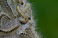Oak processionary caterpillars Royalty Free Stock Photo